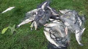 sieci na ryby;wonton, drygawica, zak slep, mieroza, przestawa