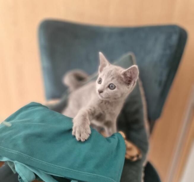 Kot rosyjski niebieski