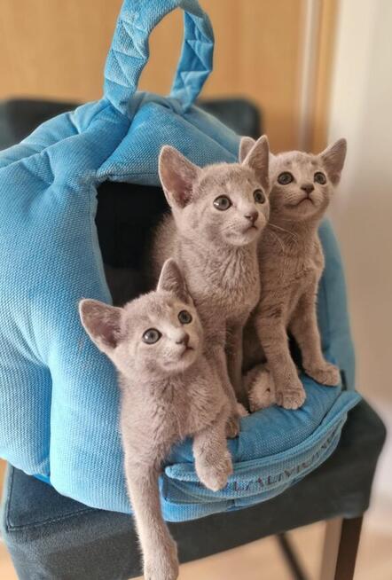 Kot rosyjski niebieski