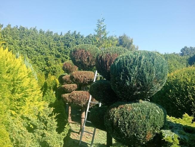 Praca / Usługa Ogrodnicza.