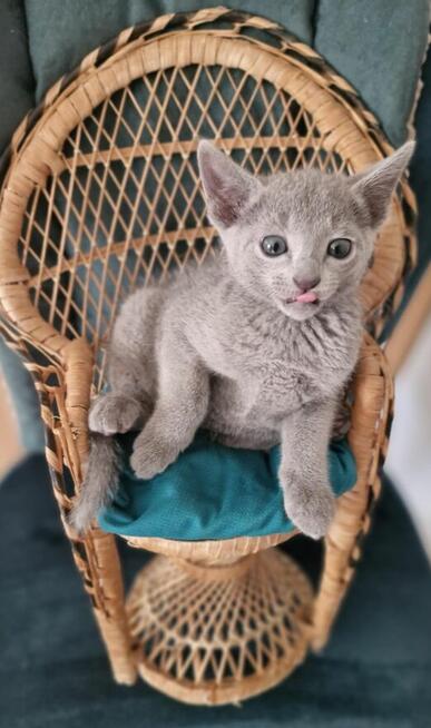 Kot rosyjski niebieski