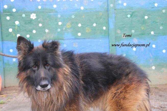 Tomi szuka właściciela