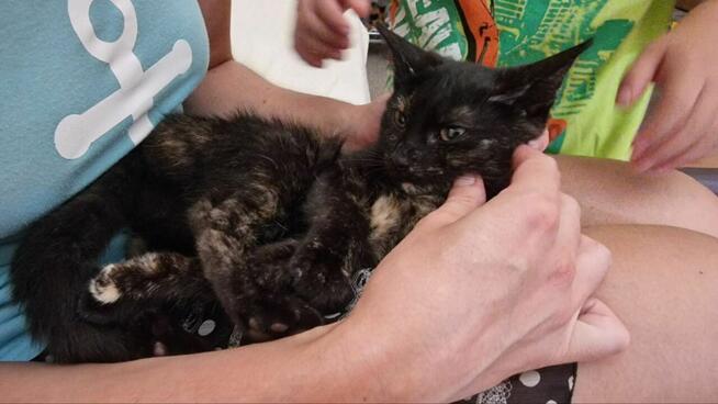 Wakacje Twojego kota. Petsitter kotów