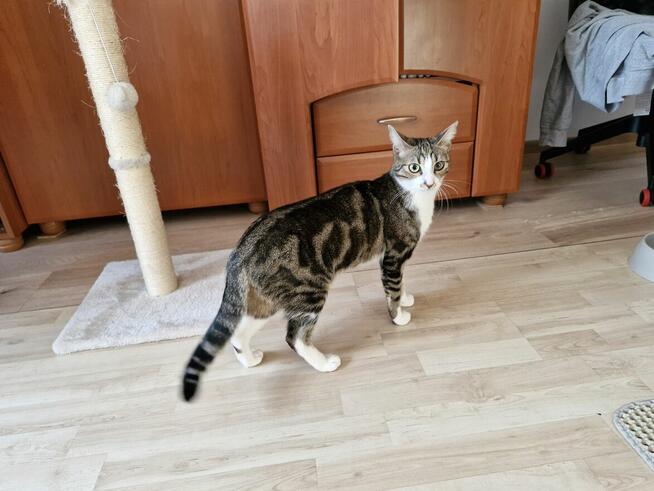 Wakacje Twojego kota. Petsitter kotów