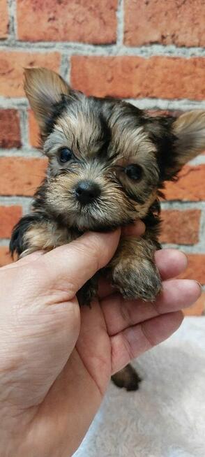 Śliczny mini york