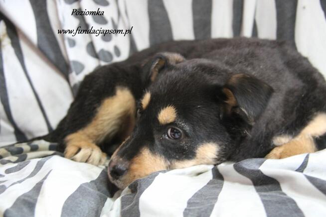 Poziomka szuka właściciela