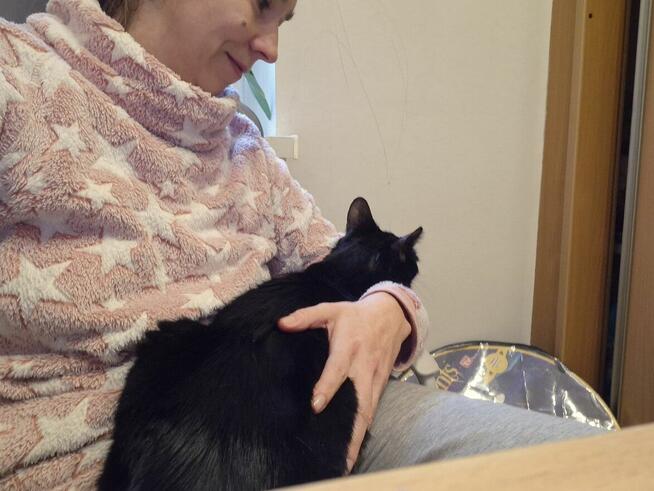 Wakacje Twojego kota. Petsitter kotów