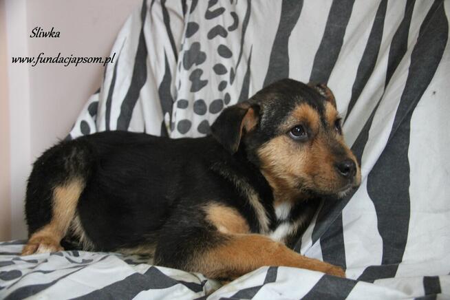 Śliwka szuka właściciela