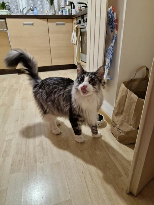 Wakacje Twojego kota. Petsitter kotów