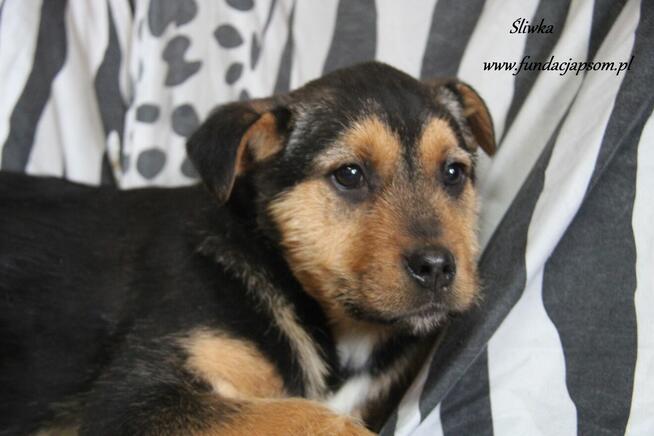 Śliwka szuka właściciela