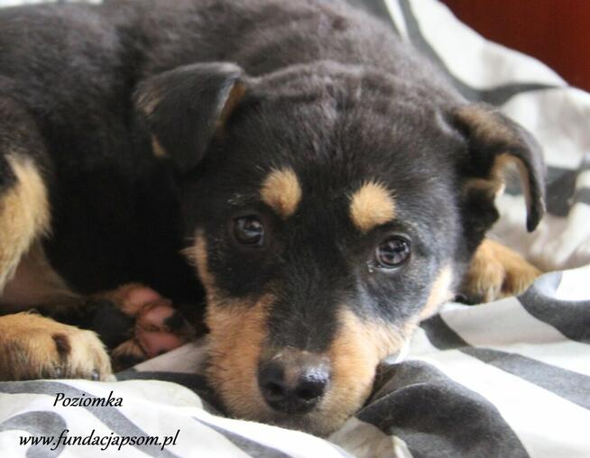 Poziomka szuka właściciela