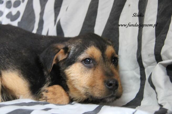 Śliwka szuka właściciela