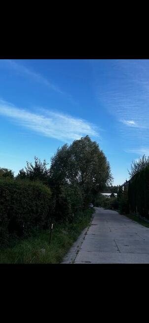 Zajmę się i wyprowadzę psy