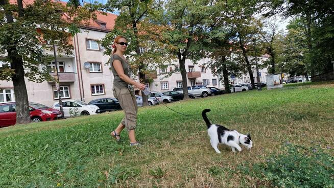 Wakacje Twojego kota. Petsitter kotów