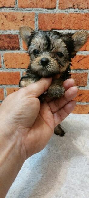 Śliczny mini york