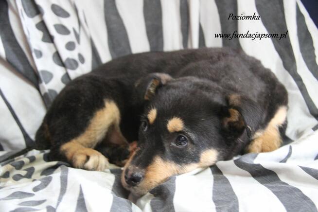 Poziomka szuka właściciela