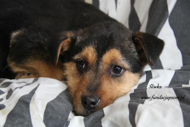 Śliwka szuka właściciela