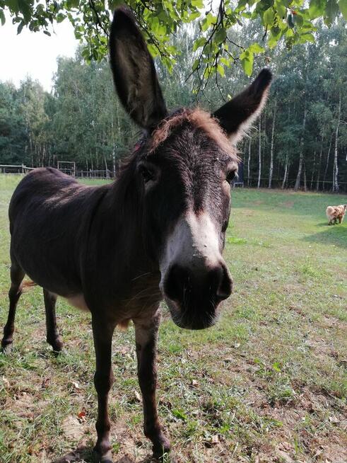 Agroturystyka inna niż wszystkie - Zagroda Zalipie !