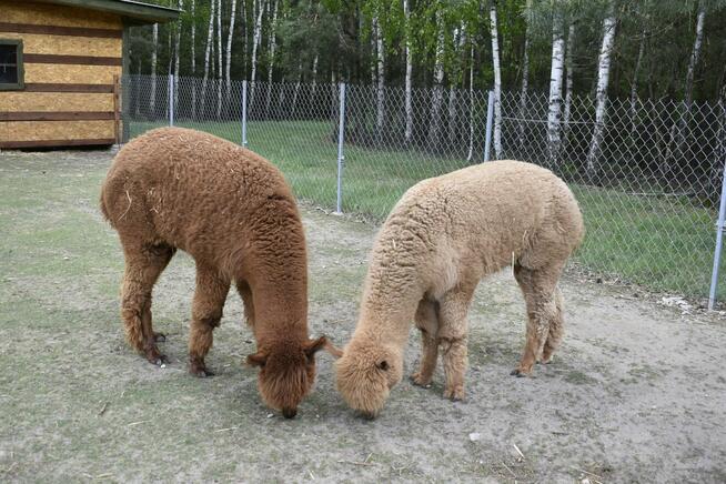 Agroturystyka inna niż wszystkie - Zagroda Zalipie !