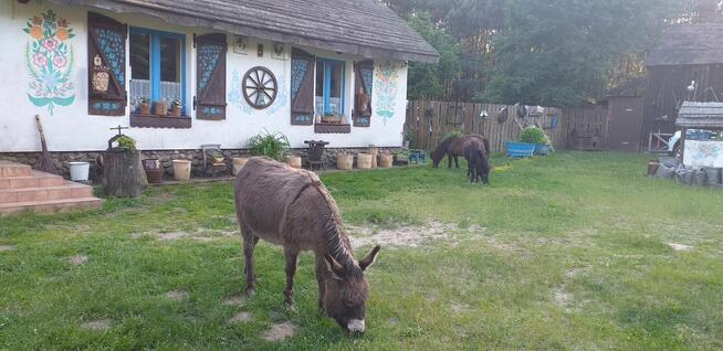 Agroturystyka inna niż wszystkie - Zagroda Zalipie !