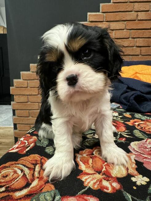Cavalier king charles spaniel fci