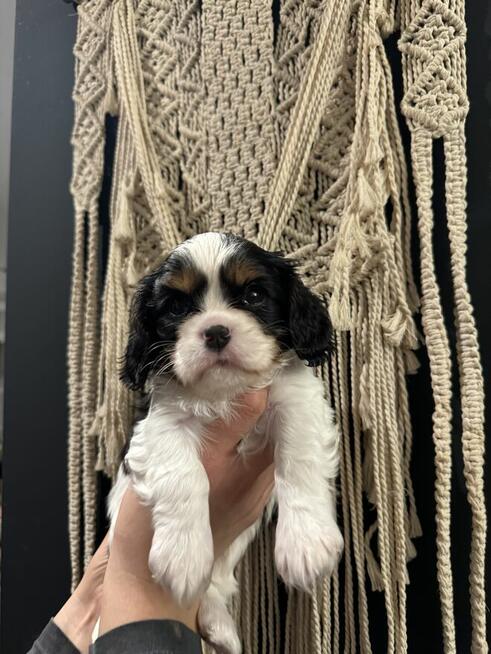 Cavalier king charles spaniel fci