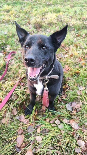 Uroczy niezwykły psiak Doniu