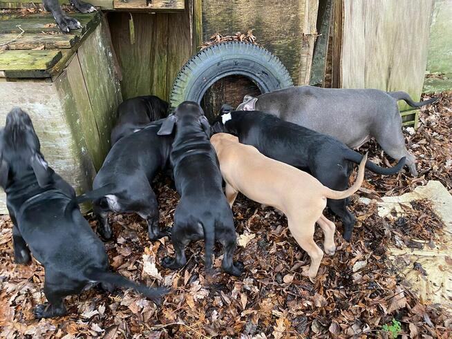 Amstaffy, sprzedam szczeniaki Amstaff z rodowodem