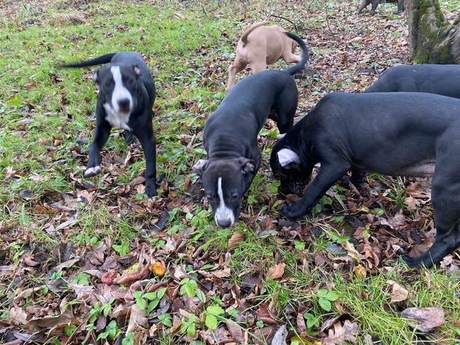 Amstaffy, sprzedam szczeniaki Amstaff z rodowodem