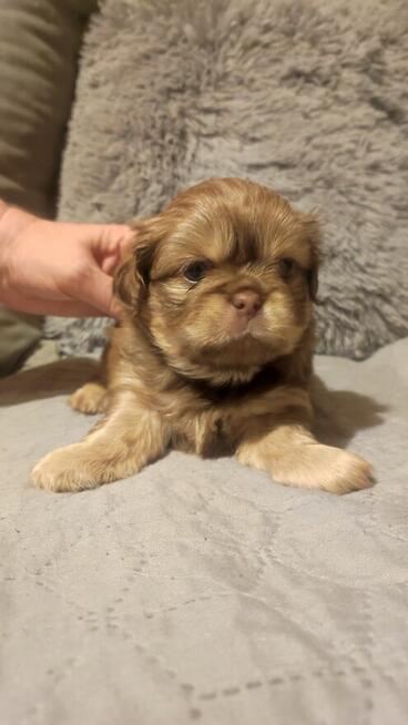 Szczeniaki pekińczyk szukają domu