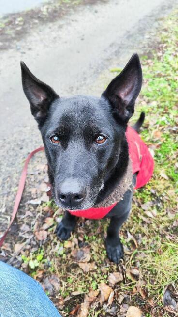 Uroczy niezwykły psiak Doniu