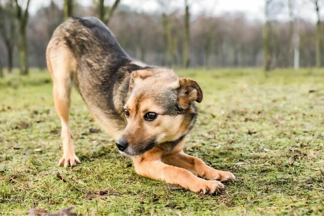 Reszka -sunia po przejściach czeka na cierpliwy dom-pilne