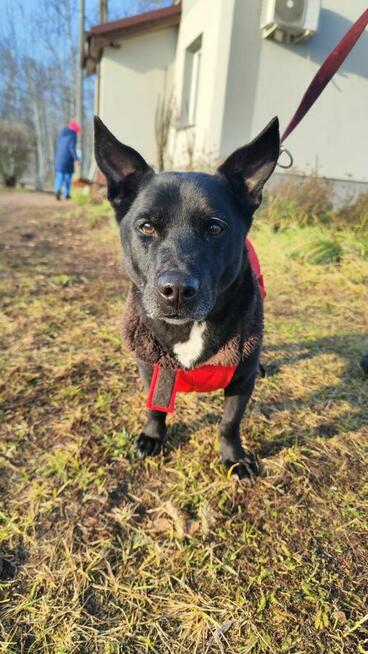 Uroczy niezwykły psiak Doniu