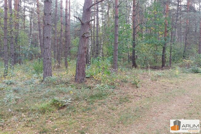 Działka leśna Wysoka Lelowska gm. Żarki