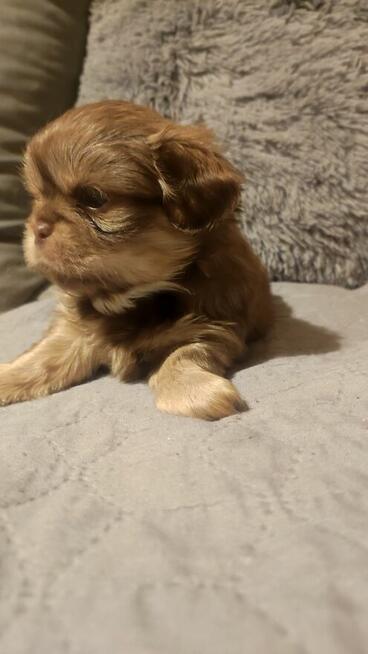 Szczeniaki pekińczyk szukają domu