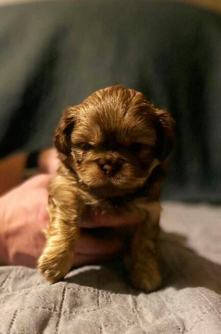 Szczeniaki pekińczyk szukają domu