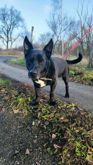 Uroczy niezwykły psiak Doniu