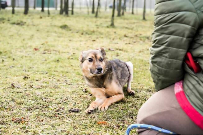 Reszka -sunia po przejściach czeka na cierpliwy dom-pilne
