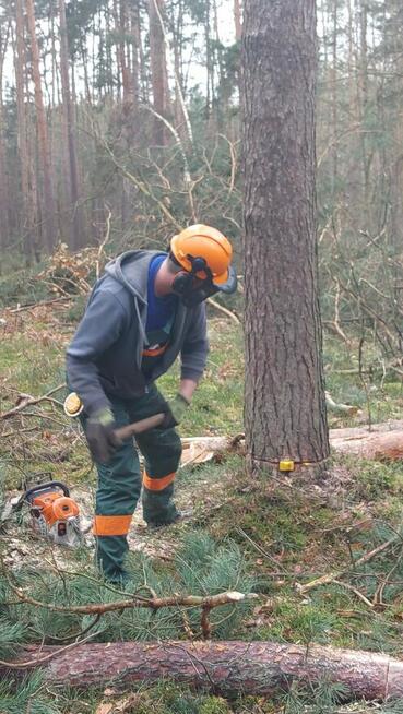 Wycinka drzew, wycinanie, rębakowanie, koszenie, czyszczenie