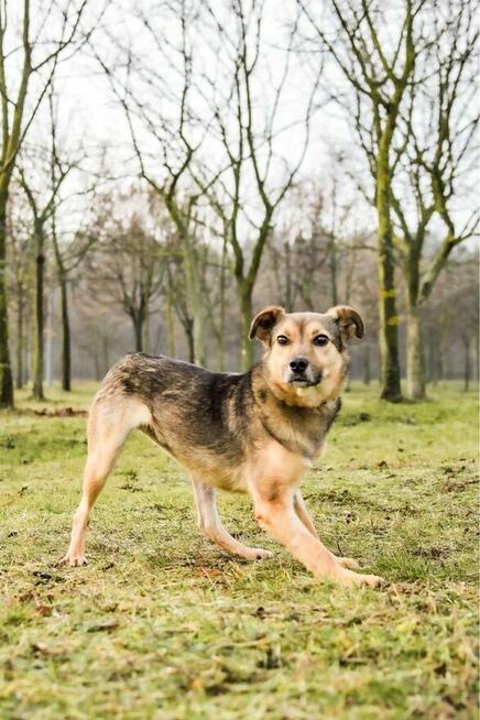 Reszka -sunia po przejściach czeka na cierpliwy dom-pilne