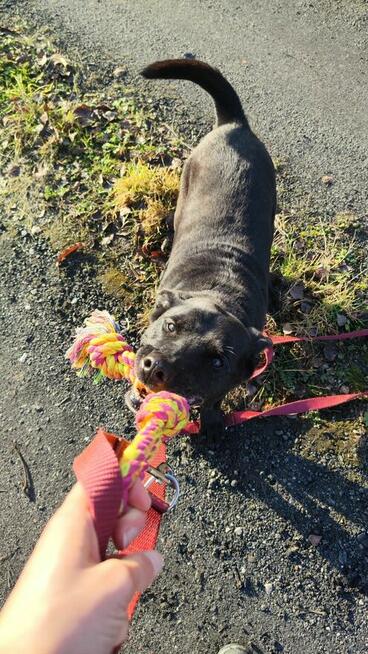 Uroczy niezwykły psiak Doniu