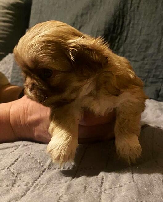 Szczeniaki pekińczyk szukają domu