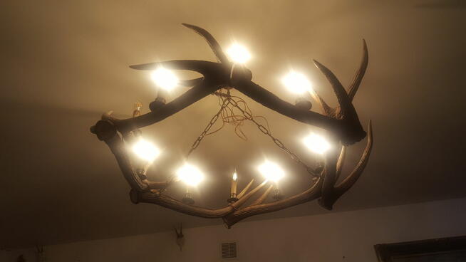 Żyrandol lampa z poroży Jelenia