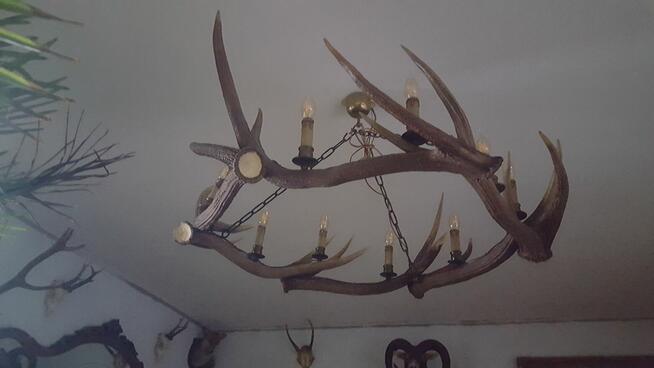 Żyrandol lampa z poroży Jelenia