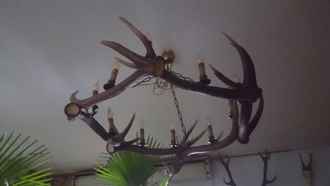 Żyrandol lampa z poroży Jelenia
