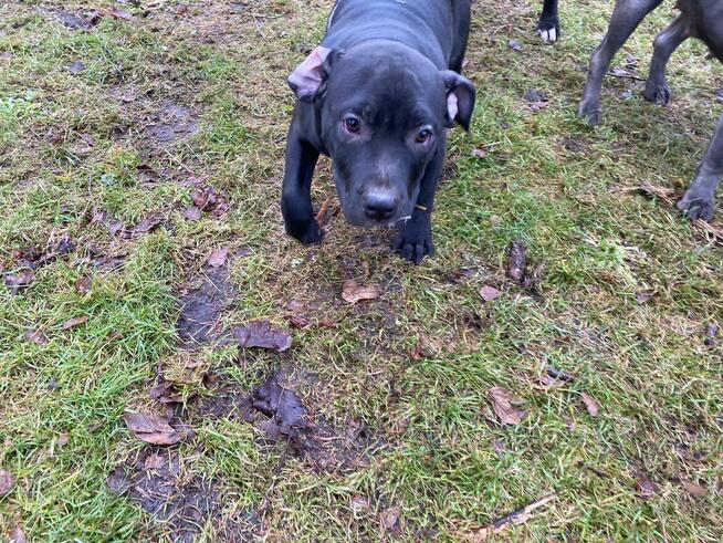 Amstaffy, sprzedam szczeniaki Amstaff z rodowodem