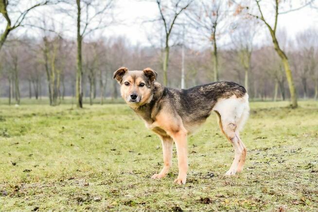 Reszka -sunia po przejściach czeka na cierpliwy dom-pilne