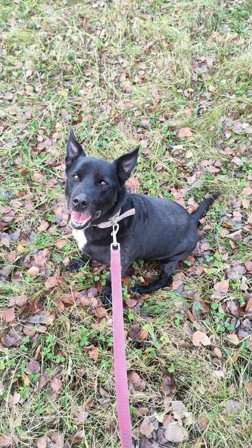 Uroczy niezwykły psiak Doniu