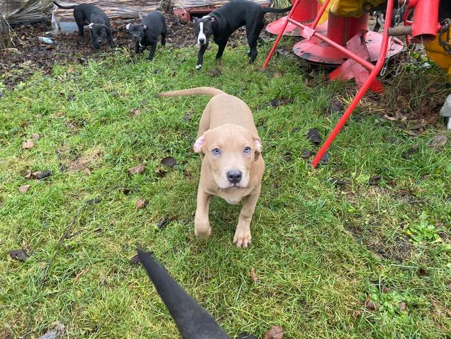Amstaffy, sprzedam szczeniaki Amstaff z rodowodem