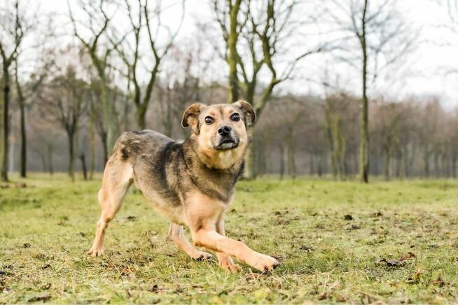 Reszka -sunia po przejściach czeka na cierpliwy dom-pilne